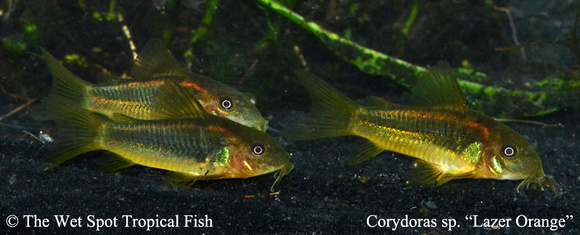 Corydoras sp. - Lazer Orange Fish