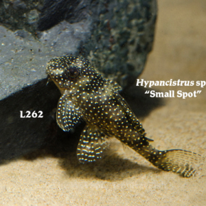 Hypancistrus sp. - Small Spot Fish