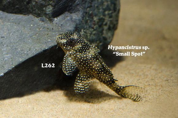 Hypancistrus sp. - Small Spot Fish
