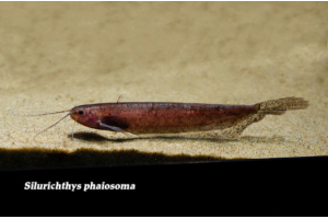Silurichthys phaiosoma