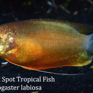 Tichogaster labiosa