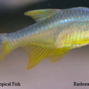 Rasboroides vaterifloris - Green Fish