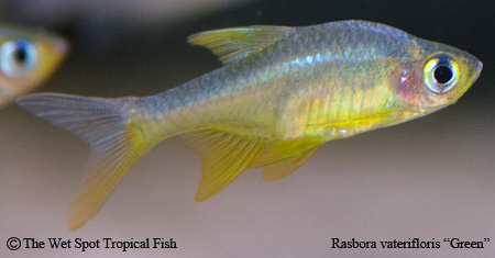 Rasboroides vaterifloris - Green Fish