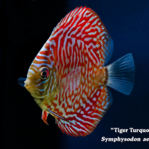 Symphysodon aequifasciatus - Tiger Turquoise Discus