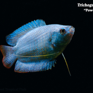 Trichogaster lalius - Powder Blue Fish