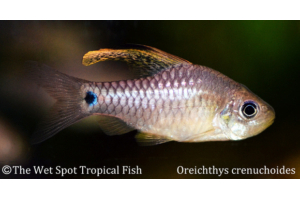 Oreichthys crenuchoides