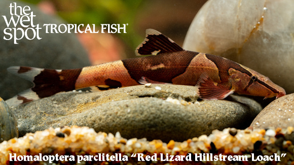 Homaloptera parclitella - Red Lizard Hillstream Loach