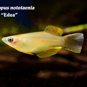 Procatopus notoaenia - Edea