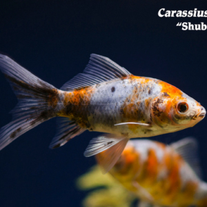 Carassius auratus - Shubunkin Fish