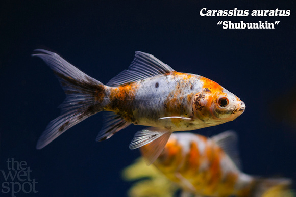 Carassius auratus - Shubunkin Fish