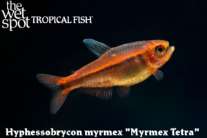 Hyphessobrycon myrmex