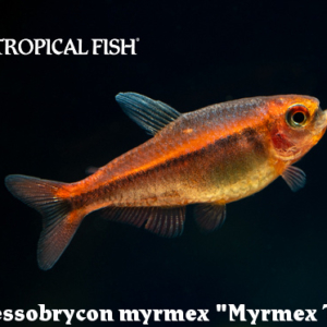 Hyphessobrycon myrmex - Myrmex Tetra