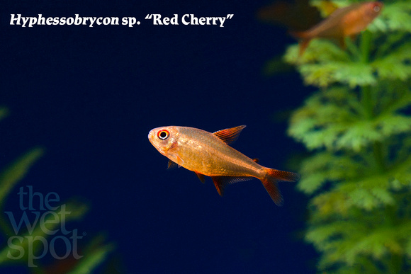Hyphessobrycon sp. - Red Cherry