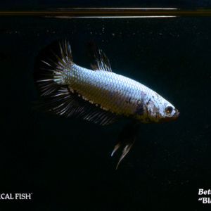 Betta splendens - Black Dragon Fish