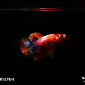 Betta splendens - Galaxy Koi Fish