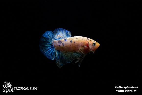 Betta splendens - Blue Marble Fish