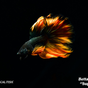 Betta splendens - Super Delta Fish