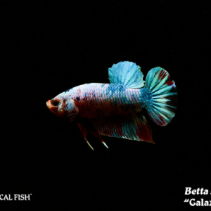 Betta splendens - Galaxy Plakat Fish