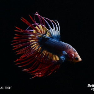 Betta splendens - Thai Flag Fish