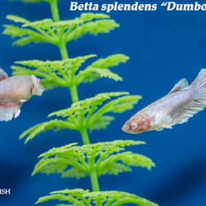 Betta splendens - Dumbo