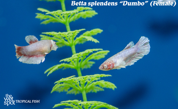 Betta splendens - Dumbo Fish