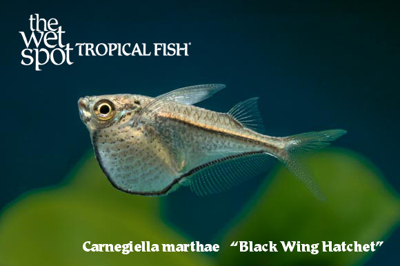Carnegiella marthae - Black Wing Hatchet