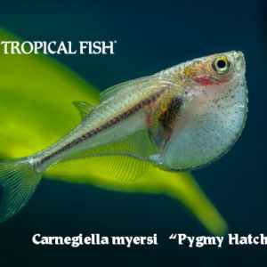 Carnegiella myersi - Pygmy Hatchet