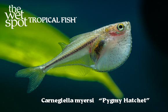 Carnegiella myersi - Pygmy Hatchet