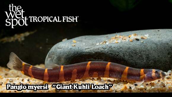 Pangio myersi - Giant Kuhli Loach