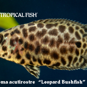Ctenopoma acutirostre - Leopard Bushfish