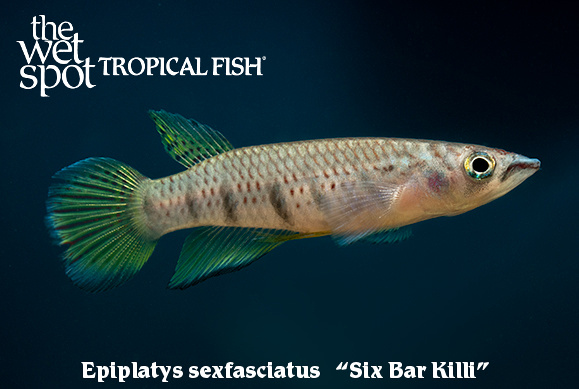 Epiplatys secfasciatus - Six Bar Killi