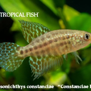 Simpsonichthys contstanciae - Constanciae Killi