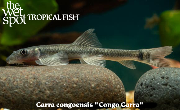 Garra congoensis - Congo Garra