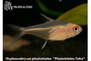 Hyphessobrycon pinnistriatus
