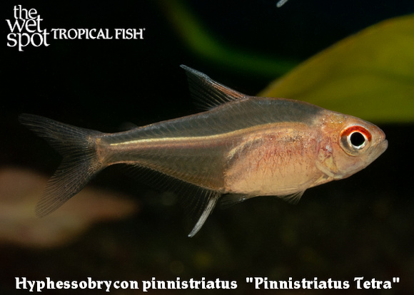 Hyphessobrycon pinnistriatus - Pinnistriatus Tetra