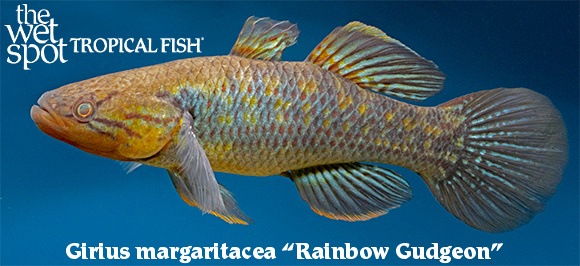 Girius margaritacea - Rainbow Gudgeon