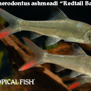 Discherodontus ashmeadi - Redtail Barb