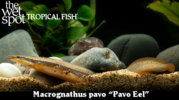 Macrognathus pavo - Pavo Eel