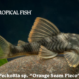 Peckoltia sp. - Orange Seam Pleco Fish