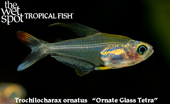 Trochilocharax oranatus - Ornate Glass Tetra