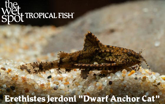 Erethistes jerdoni - Dwarf Anchor Cat