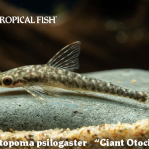 Hypoptopoma psilogaster - Giant Otocinclus