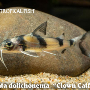 Gagata dolichronema - Clown Catfish