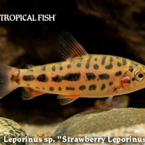 Leporinus sp. - Strawberry Leporinus