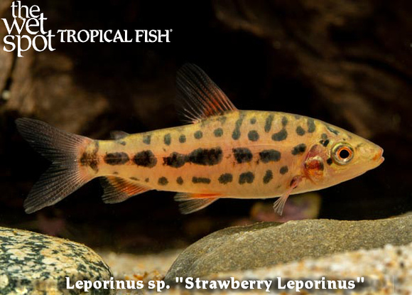 Leporinus sp. - Strawberry Leporinus