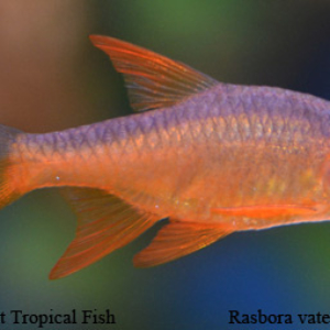Rasboroides vaterifloris - Red Fish