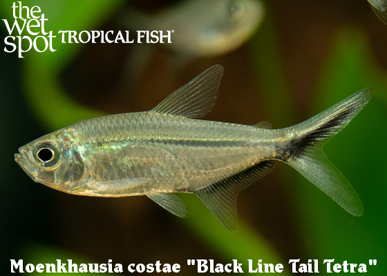 Moenkhausia costae - Black Line Tail Tetra
