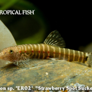Erromyzon sp. - Strawberry Spot Sucker Loach
