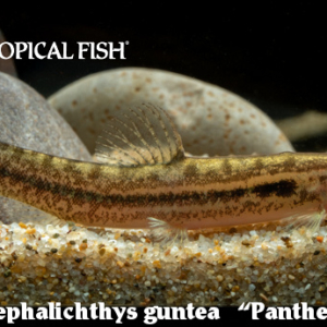 Lepidocephalichthys guntea - Panther Loach
