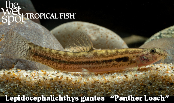 Lepidocephalichthys guntea - Panther Loach